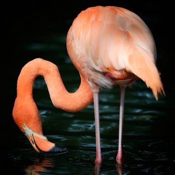 ig8941-Flamingo-flamand-rose---Uwe-Steger