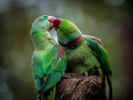ig9006-Green-Parrot-I-perroquet---Ronin