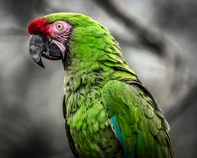 ig9153-Green-Ara-Parrot-Ronin-perroquet