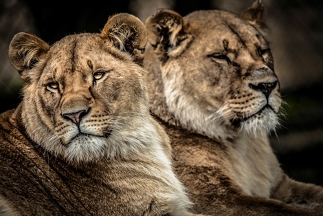 ig9175-Lionesses-Ronin-lion