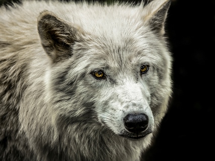 Image ig9176 White Wolf Ronin loup