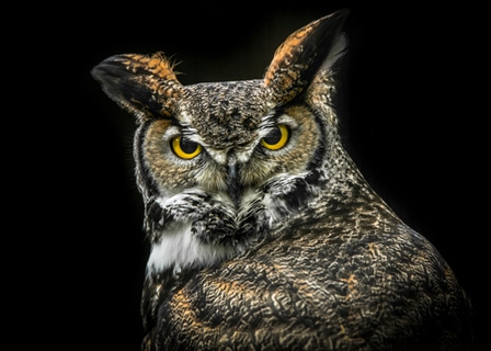 ig9178-Wisdom-Owl-Ronin-hiboux
