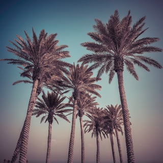 ig9370-Assaf-Frank-Palm-Trees