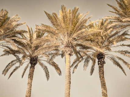 ig9371-Assaf-Frank-Palm-Trees-I