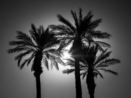 ig9372-Assaf-Frank-Palm-Trees-II