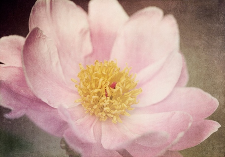 l684d-Peony-in-the-Park-FLEURS---Dawn-Leblanc