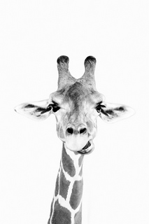 Image pi1065 Happy Giraffe Sisi & Seb girafe