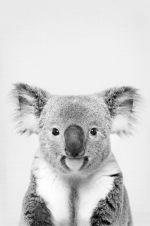 Image pi1066 Koala Sisi & Seb koala