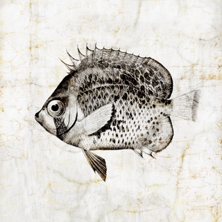 Image pi1094 Vintage Fish IV Christine Zalewski poisson