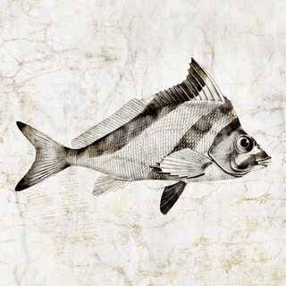 pi1095-Vintage-Fish-III-Christine-Zalewski-poisson