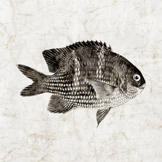 pi1097-Vintage-Fish-I-Christine-Zalewski-poisson