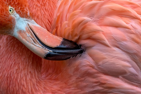 Image pi1117 Xavier Ortega Flamingo Close up
