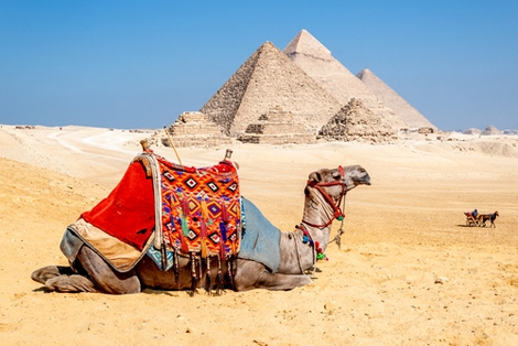 Image s1844d Camel Resting by the Pyramids, Giza, Egy Richard Silver 