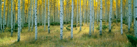 t465d-Aspen-Ashley-PAYSAGE---Alain-Thomas