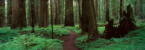 Image t469d Redwoods Path PAYSAGE   Alain Thomas
