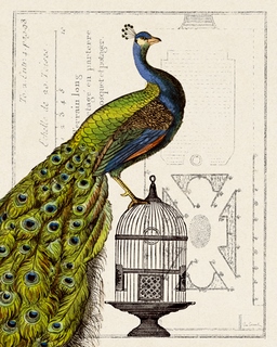 wa10291-Peacock-Birdcage-I-VINTAGE---Sue-Schlabach