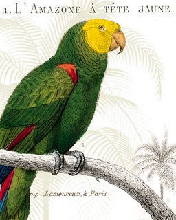 Image wa2787 Parrot Botanique I perroquet  Wild Apple Portfolio