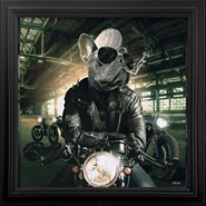 Chien-Motard