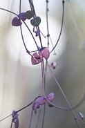 IJSOBRP80120