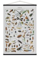 Insectes