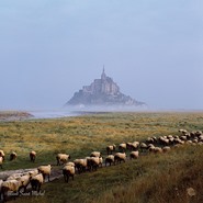 MSM1508CA