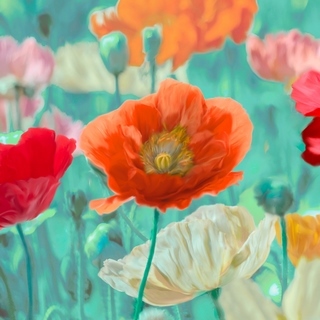 1AN4675-Cynthia-Ann-Poppies-in-Bloom-I-FLEURS-