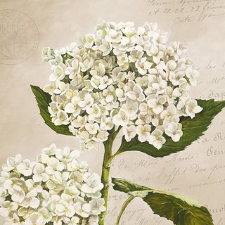 1DE4453-Hydrangeas-II-(Neutre)-FLEURS-DECORATIF-Remy-Dellal