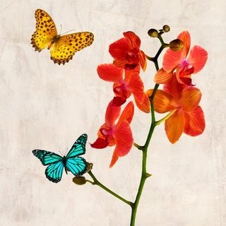 Image 1TR1893 Orchids & Butterflies II FLEURS DECORATIF Teo Rizzardi