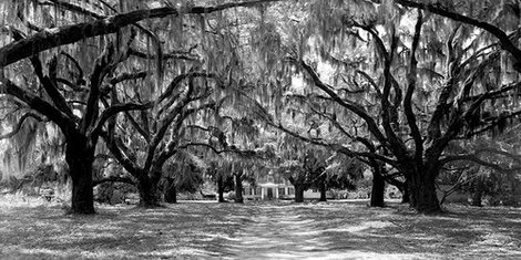 2AP3214-Avenue-of-oaks-South-Carolina-PAYSAGE--Anonymous-