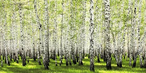 2AP3302--Birch-forest-in-spring-PAYSAGE--Anonymous-