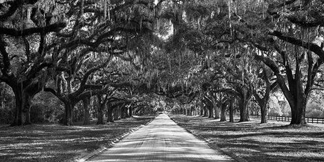 2AP3351-Tree-lined-plantation-entrance--South-Carolina-PAYSAGE--Anonymous-