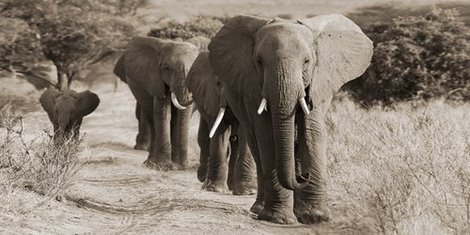 2AP3673-Herd-of-African-Elephants-Kenya-ANIMAUX-PAYSAGE-Anonymous-