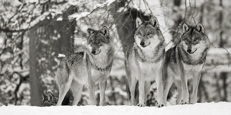 2AP4891-Anonymous-Wolves-in-the-snow,-germany-(detail,-BW)