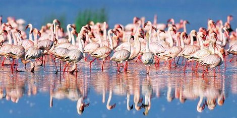 Image 2FK3124 Lesser flamingo Lake Nakuru Kenya ANIMAUX PAYSAGE Frank Krahmer