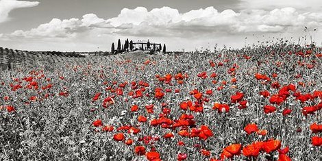Image 2FK3157 Farm house with cypresses and poppies Tuscany Italy PAYSAGE  Frank Krahmer