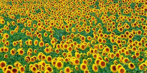 Image 2FK4209 Sunflower field France FLEURS PAYSAGE Frank Krahmer