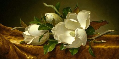 Image 2MH1605 Magnolias on Gold Velvet Cloth FLEURS ART CLASSIQUE Martin Johnson Heade