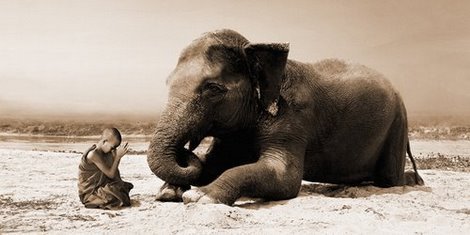 Image 2MR3774 Praying by the River ANIMAUX VINTAGE Marc Moreau