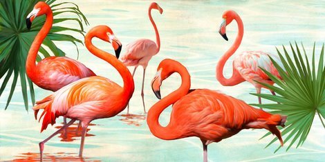 Image 2TR4159 Flamingos ANIMAUX  Rizzardi Teo