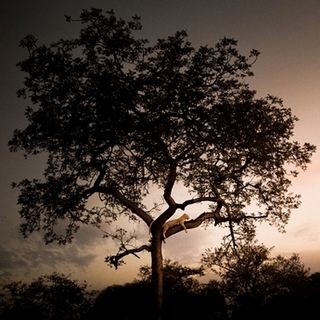 Tableau-deco-plexiglass Savane-arbre