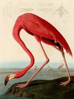 3AA2230-American-Red-Flamingo-CARTE--John-James-Audubon