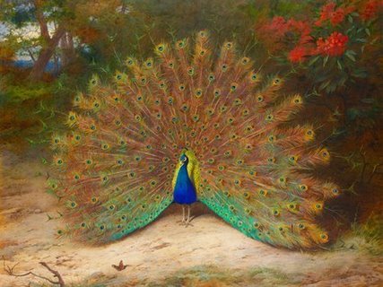 3AA3097-Peacock-and-Peacock-Butterfly-ART-CLASSIQUE--Archibald-Thorburn