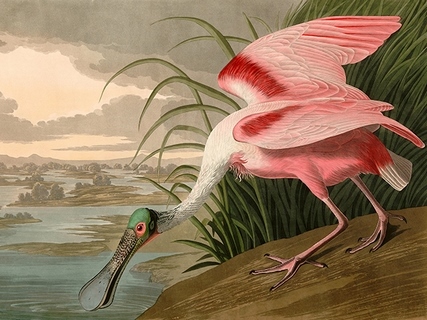 3AA4976-John-James-Audubon-Roseate-Spoonbill