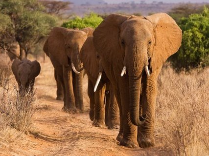 3AP3674-Herd-of-African-Elephants-Kenya-ANIMAUX-PAYSAGE-Anonymous-