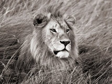 Image 3FK3128 African lion Masai Mara Kenya ANIMAUX PAYSAGE Frank Krahmer