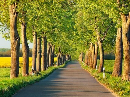 Image 3FK3149 Lime tree alley Mecklenburg Lake District Germany PAYSAGE  Frank Krahmer