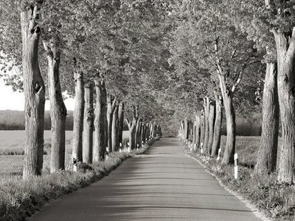 3FK3150-Lime-tree-alley-Mecklenburg-Lake-District-Germany-PAYSAGE--Frank-Krahmer