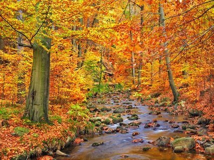 Image 3FK3173 Beech forest in autumn Ilse Valley Germany PAYSAGE  Frank Krahmer