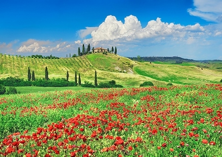 3FK5188-Frank-Krahmer-Farmhouse-with-Cypresses-and-Poppies,-Val-d`Orcia,-Tuscany