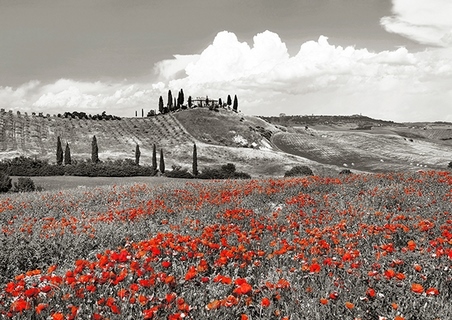 Image 3FK5189 Frank Krahmer Farmhouse with Cypresses and Poppies, Val d`Orcia, Tuscany (BW)